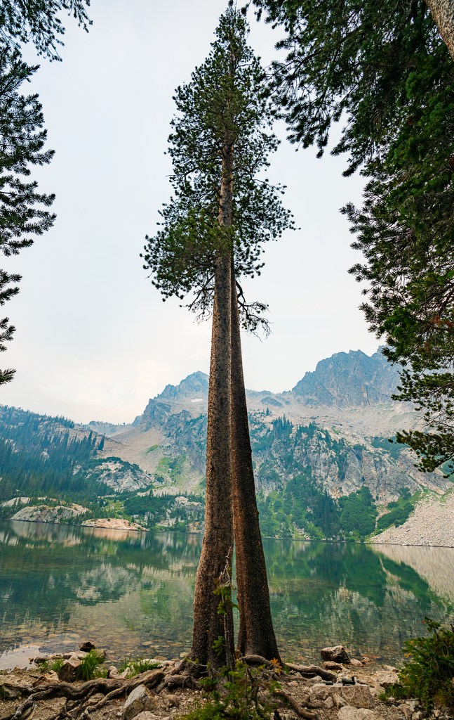 Tall tree at Alpine Lake in the Sawtooth Mountains. 