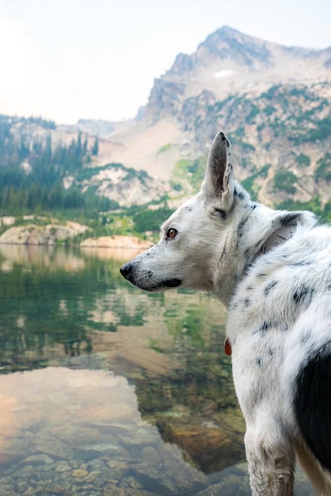 Dog hiking in the Sawtooth Mountains. Blue Heeler/Border Collie. 