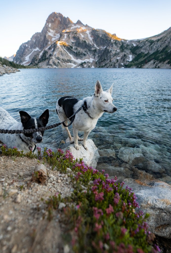 Sawtooth Lake dogs hiking