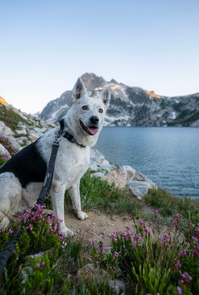Dog at Sawtooth Lake 